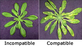 Side by side comparison of plants.