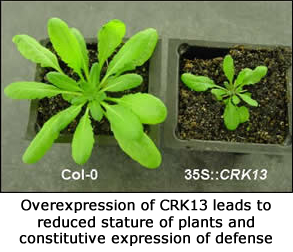 Overexpression of CRK13 leads to reduced stature of plants and constitutive expression of defense.