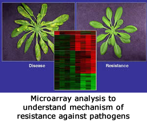 Microarray analysis to understand mechanism of resistance against pathogens.