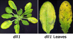 dll1 and dll1 leaves close up.