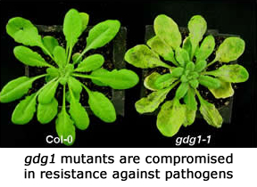 gdg1 mutants are compromised in resistance to pathogens.