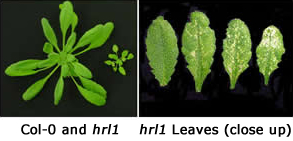 Col-0 and hrl1 compared to close up of hrl1 Leaves 