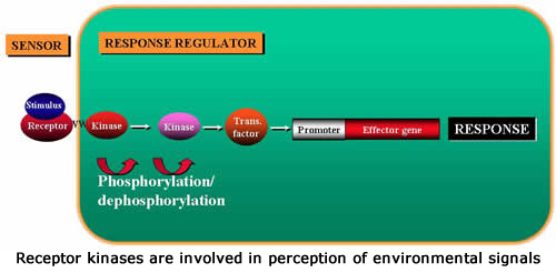 Receptor kinases are involved in perception of environmental signals.